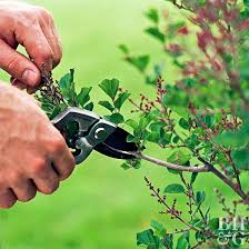 Herbs can be started from seed or planted as plants. Caring For Your Herb Garden Better Homes Gardens