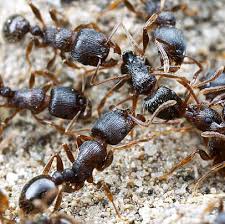 Tetramorium caespitum