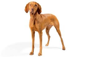 Find vizsla puppies and breeders in your area and helpful vizsla information. Vizsla Dog Breed Information