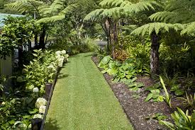 Grass Pathway Lined By Tree Ferns And Clivia At Omaio Garden Matakana New Zealand Paisajismo Canteros Campo