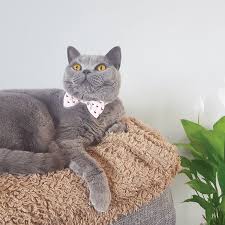 Submitted 3 years ago by hardasswombat. Bow Tie Cat Collar Breakaway Buckle Flamingo Print