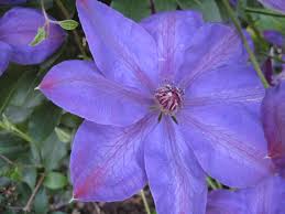 Clematis Elsa Spath With Images Clematis Flowers Garden