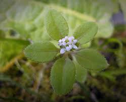 Image result for Galium stenophyllum
