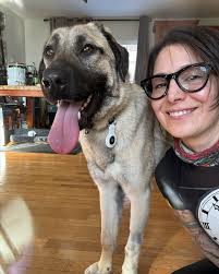 Meet Sultan! Quinn and Shadow's new buddy🐾 —a female Turkish Kangal  Shepherd we just rescued from a shelter in NJ, @cliftoncats , thanks to  @brick_city_rescue 's curtesy post🙏 She's estimated to be