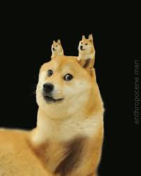Последние твиты от dogecoin (@dogecoin). Shibe Doge Gifs Get The Best Gif On Giphy