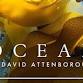 Ocean with David Attenborough: Community Screening event image