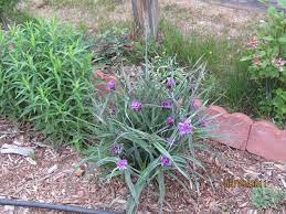 Check spelling or type a new query. Spiderwort Tradescantia X Andersoniana Concord Grape In The Tradescantias Database Garden Org