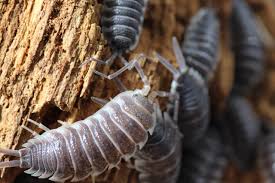 Image result for Isoglossa gregorii