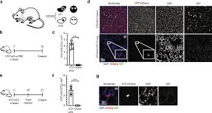 To stay logged in, please refresh the page or, if you are working. Cd39 Pd 1 Cd8 T Cells Mediate Metastatic Dormancy In Breast Cancer Nature Communications