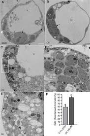 In the animal cell, they are the main power generators, converting oxygen and nutrients into energy. Frontiers Ceramide Induced Cell Death Depends On Calcium And Caspase Like Activity In Rice Plant Science