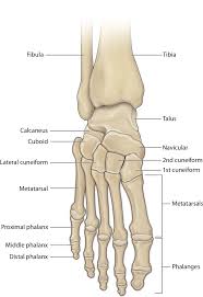 Ankle Foot Bones Diagram Wiring Diagram