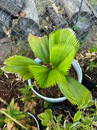 Image result for Licuala grandis