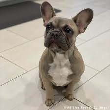 French bulldog puppies for sale in texas usa. French Bulldogs For Sale In Texas Wild Blue French Bulldogs