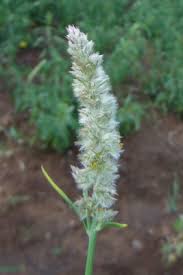 Image result for Kyphocarpa angustifolia