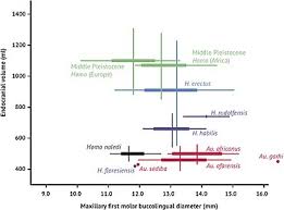 human evolution wikipedia