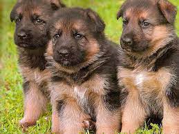 Click here for german shepherd puppies for sale. Baby German Shepherd Wallpaper Ysmf3zn German Shepherd Dog Small 1400x1050 Wallpaper Teahub Io
