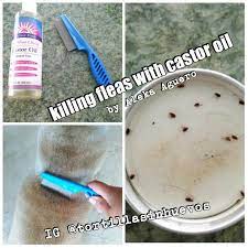 Begin at your pet's head, neck and shoulders and work towards the back and tail. Pin On Lily Problems