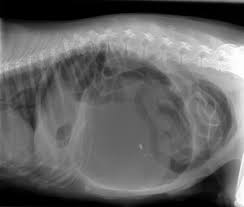 Torsion D Estomac Du Chien Une Urgence Vitale