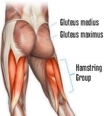 The gluteus medius g med pictured right originates on the outer surface of the ilium above and in front of the anterior glu. Pin On Usf Workout