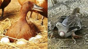 Can You Eat Goose Eggs?