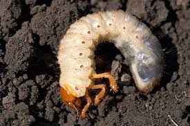 Beetles eat caterpillars because caterpillars cannot eat beetles because they are softer and smaller so, beetles some do it caterpillars. How To Detect And Treat Common Lawn Pests