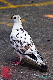 Black And White Pigeon Breeds Volans In The Sky Pigeon Breeds Animals Pigeon Bird
