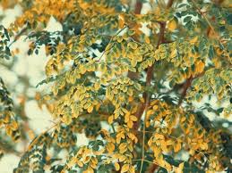 The leaves are round like eggs with smaller size and piled compound in one stalk. Updated Can Malunggay Help Protect You From The Coronavirus Disease Or Covid 19 Gma Entertainment
