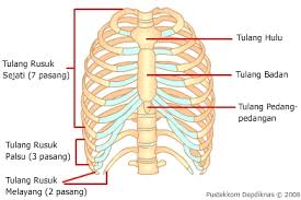 Tulang penyusun rangka tengkorak kepala (neurocranium) terdiri atas: Sistem Rangka Tubuh Manusia Rumushitung Com