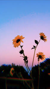 Check spelling or type a new query. 48 Clouds Sunflower Aesthetic Wallpapers On Wallpapersafari