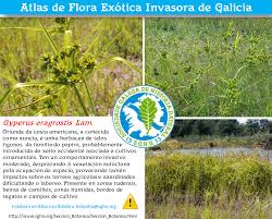 Image result for Eragrostis aethiopica