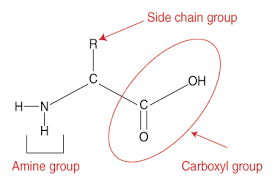 Molecular Biology Translation Ribosomes Sparknotes