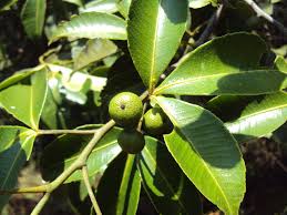 Image result for Toddalia simplicifolia