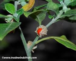 Image result for Withania somnifera