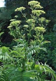 Image result for Sium repandum