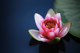 Ich seh im mondlicht tausend lotosblumen, mit riesenblüten, die wie perlen gleißen, ich kose sie mit meinen bambusrudern, sie rauschen auf, als sprächen sie vom glück. Lotus Blume Bedeutung Und Hintergrund Des Symbols Focus De