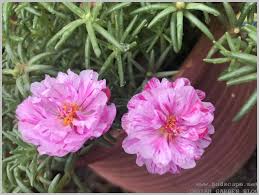 Maybe you would like to learn more about one of these? Summer Flowers India Portulaca 1 Gardening For Beginners