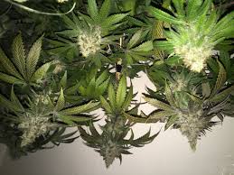 Pink champagne marijuana strain is an 80% indica and 20% sativa marijuana hybrid. Phantom Kush Grand Daddy Purp Cannabis Strain Info
