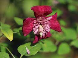 Maybe you would like to learn more about one of these? Waldrebe Avant Garde Clematis Viticella Avant Garde Baumschule Horstmann