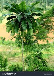 Image result for Anthocleista