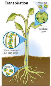 3 Processes Necessary for Plants to Survive