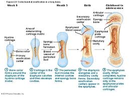 The diaphysis and the epiphysis. Figure 6 1 The Bones And Cartilages Of
