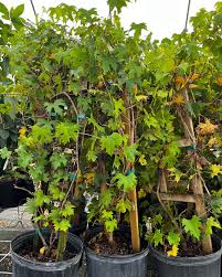 Image result for Aristida stipitata