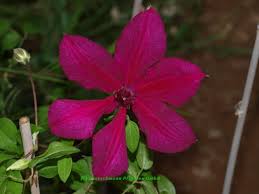 Find the perfect clematis warszawska nike stock photo. Clematis Warszawska Nike Waldrebe Dunkelrot Clematis Warszawska Nike Waldrebe Dunkelrot