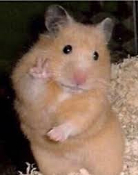 Funny pfp for google classroomall software. Image About Cute In Reactions By Sereia On We Heart It