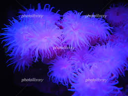 コイボイソギンチャク 写真素材 [ 6246021 ] - フォトライブラリー photolibrary