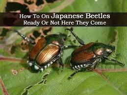 Japanese Beetle How To Get Rid Of Japanese Beetles Japanese Beetles Japanese Beetles Repellant Beetle