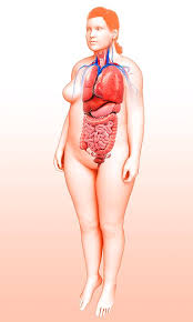 Female anatomy torso deals at alibaba.com that ensure you get maximum value for if you are. Female Torso Organs Photograph By Pixologicstudio Science Photo Library