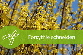 Auch pfirsiche und aprikosen sind bis spätestens august zu schneiden. Forsythie Schneiden Anleitung Zum Notwendigen Ruckschnitt