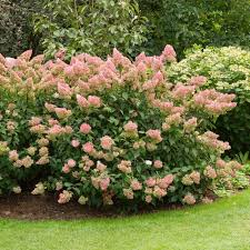 Image result for hydrangea paniculata vanille fraise