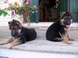 Ready to adopt a german shepherd puppy? German Shepherd Puppies For Sale In Michigan Pets Lovers